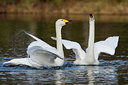 BUITEN BEELD Foto: 35447