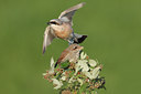 BUITEN BEELD Foto: 35490