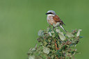 BUITEN BEELD Foto: 35493