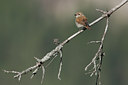 BUITEN BEELD Foto: 35494