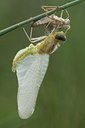BUITEN BEELD Foto: 35535