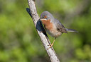 BUITEN BEELD Foto: 35645