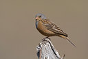 BUITEN BEELD Foto: 35646