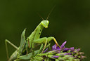 BUITEN BEELD Foto: 35755