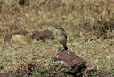 BUITEN BEELD Foto: 35792