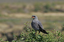 BUITEN BEELD Foto: 35798
