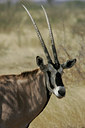 BUITEN BEELD Foto: 35816