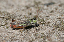 BUITEN BEELD Foto: 35865