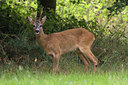 BUITEN BEELD Foto: 35872