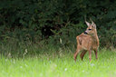 BUITEN BEELD Foto: 35874