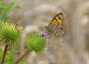 BUITEN BEELD Foto: 35902