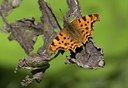 BUITEN BEELD Foto: 35938