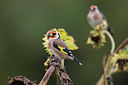 BUITEN BEELD Foto: 359000