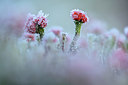 BUITEN BEELD Foto: 359016