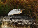 BUITEN BEELD Foto: 359054