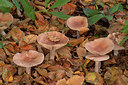 BUITEN BEELD Foto: 359139