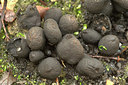 BUITEN BEELD Foto: 359148