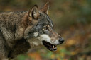 BUITEN BEELD Foto: 359202