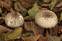 BUITEN BEELD Foto: 359220