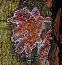 BUITEN BEELD Foto: 359224
