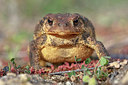 BUITEN BEELD Foto: 359324