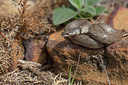 BUITEN BEELD Foto: 359366