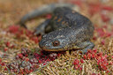 BUITEN BEELD Foto: 359386