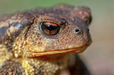 BUITEN BEELD Foto: 359411