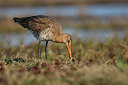 BUITEN BEELD Foto: 359471