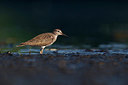 BUITEN BEELD Foto: 359476