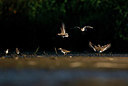 BUITEN BEELD Foto: 359478