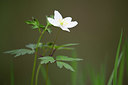 BUITEN BEELD Foto: 359633