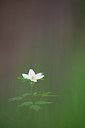 BUITEN BEELD Foto: 359636