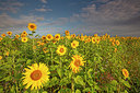BUITEN BEELD Foto: 359842