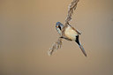 BUITEN BEELD Foto: 359902