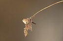 BUITEN BEELD Foto: 359910