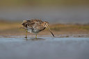 BUITEN BEELD Foto: 359951