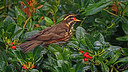 BUITEN BEELD Foto: 359964