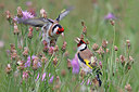 BUITEN BEELD Foto: 359972