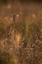 BUITEN BEELD Foto: 360008