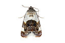 BUITEN BEELD Foto: 360111