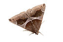 BUITEN BEELD Foto: 360116