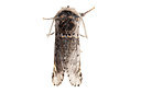 BUITEN BEELD Foto: 360120