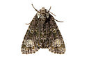 BUITEN BEELD Foto: 360122