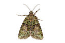 BUITEN BEELD Foto: 360124