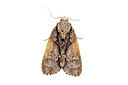 BUITEN BEELD Foto: 360130
