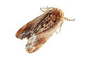 BUITEN BEELD Foto: 360131
