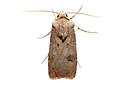 BUITEN BEELD Foto: 360138