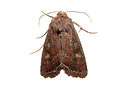 BUITEN BEELD Foto: 360148