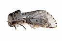 BUITEN BEELD Foto: 360158